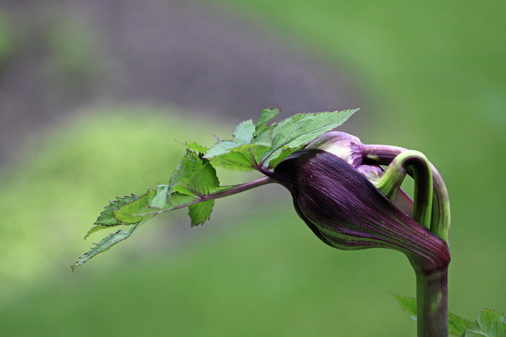 Angelica gigas entblättert sich weiter