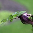 Angelica gigas entblättert sich weiter