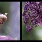 Angelica gigas Enthüllung