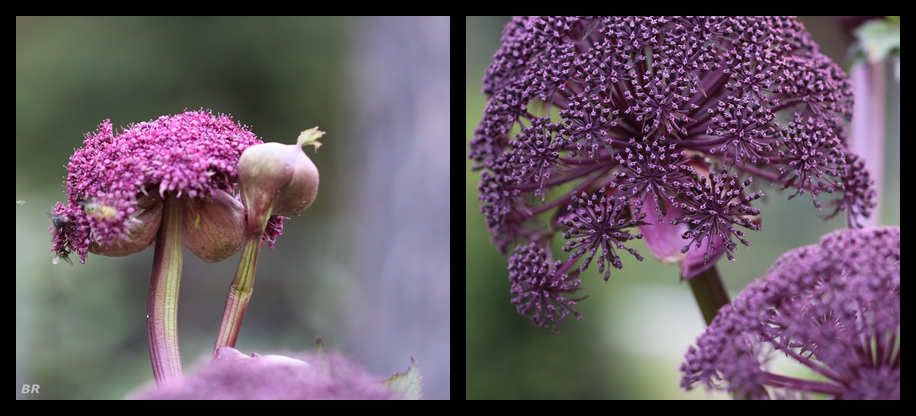 Angelica gigas Enthüllung