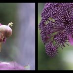 Angelica gigas Enthüllung