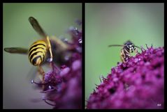 Angelica gigas mit Besuch