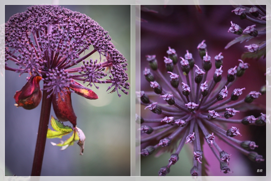 Angelica gigas Zauberstaude