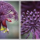 Angelica gigas Zauberstaude