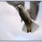 Angellike seagull