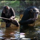 "Angeln entspannt....." auch Schimpansen