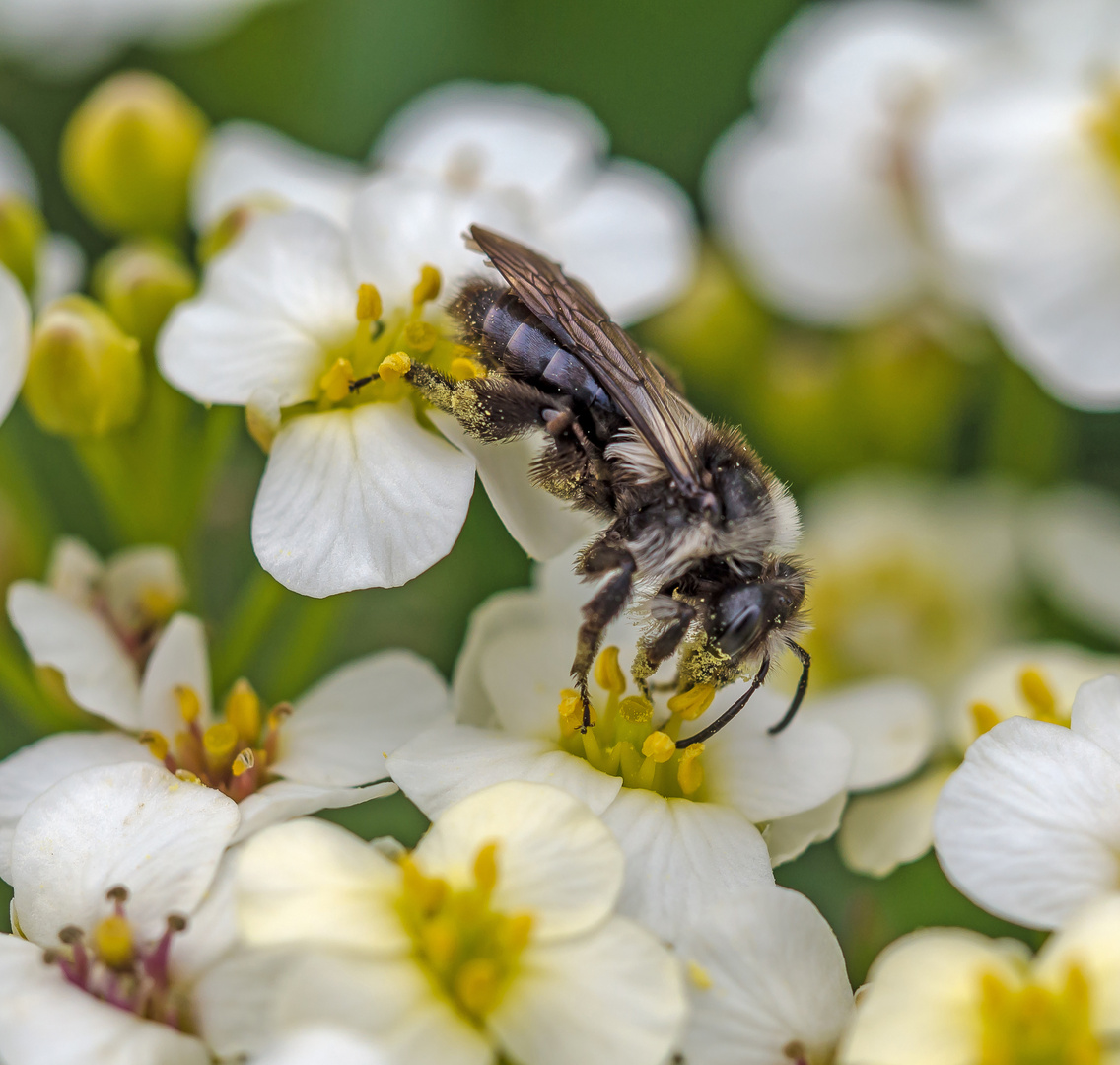 Angelockt von den Blüten des Meerkohls