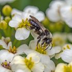 Angelockt von den Blüten des Meerkohls