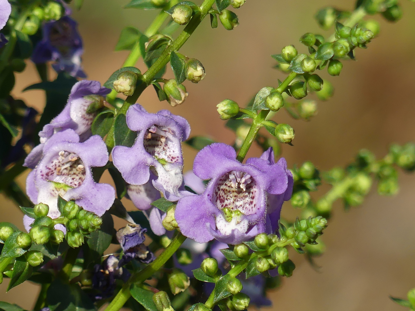 Angelonia