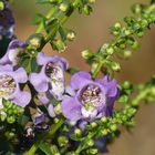 Angelonia