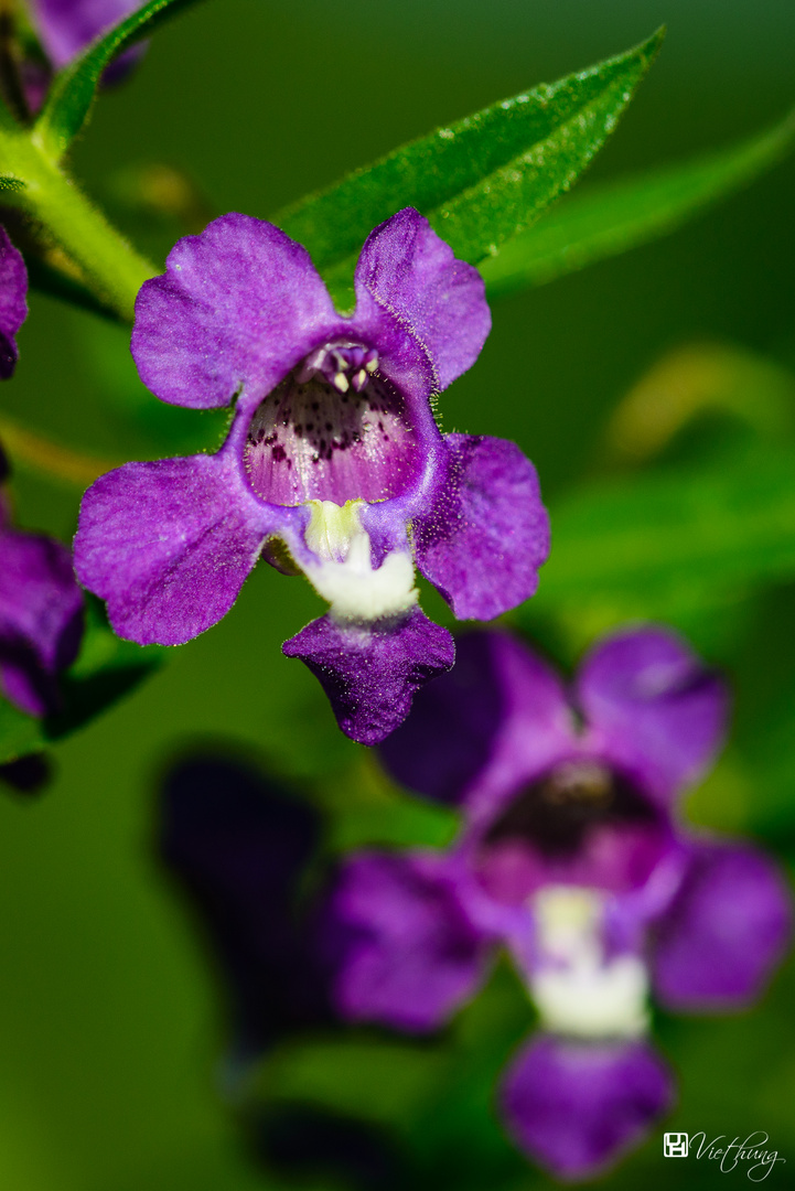 Angelonia!