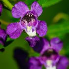 Angelonia!