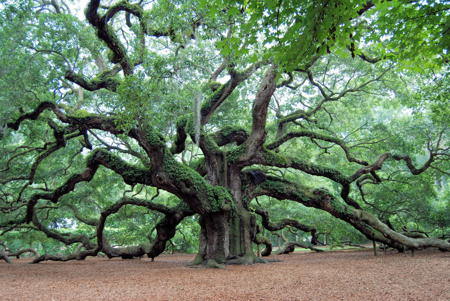 Angels Oak