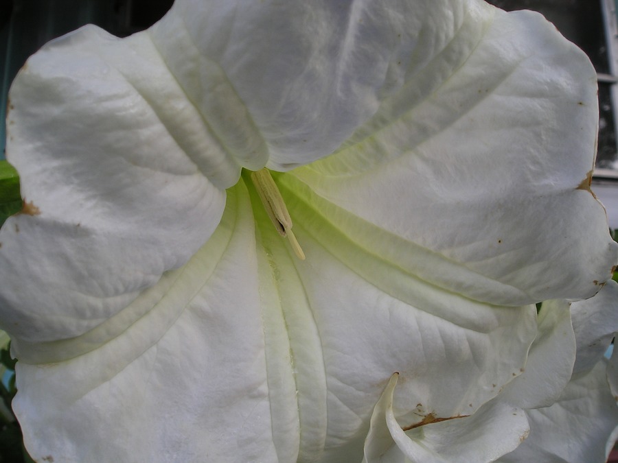 Angels Trumpet