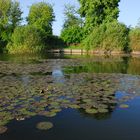 Angelsee bei Greffern