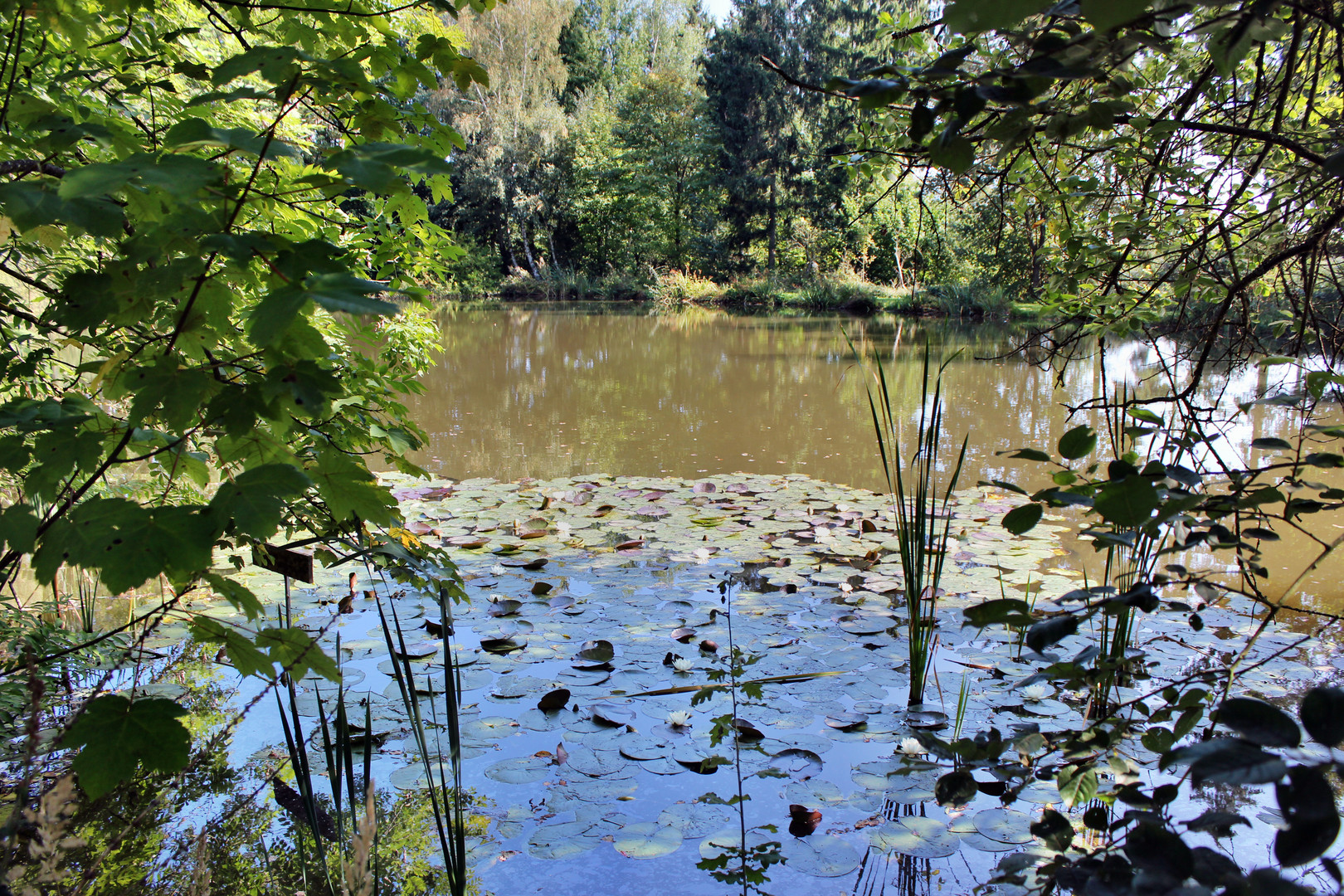 Angelteich mit Seerosen bei Salz