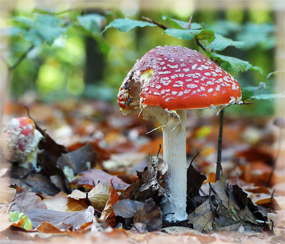 Angenagt und abgestützt - der Fliegenpilz