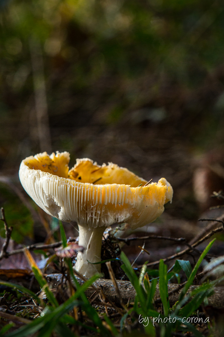 Angenagter Waldpilz