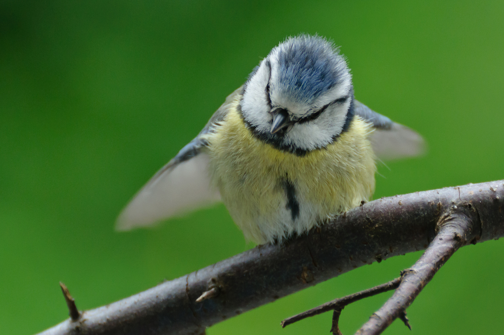 "Angenehm: Blaumeise"