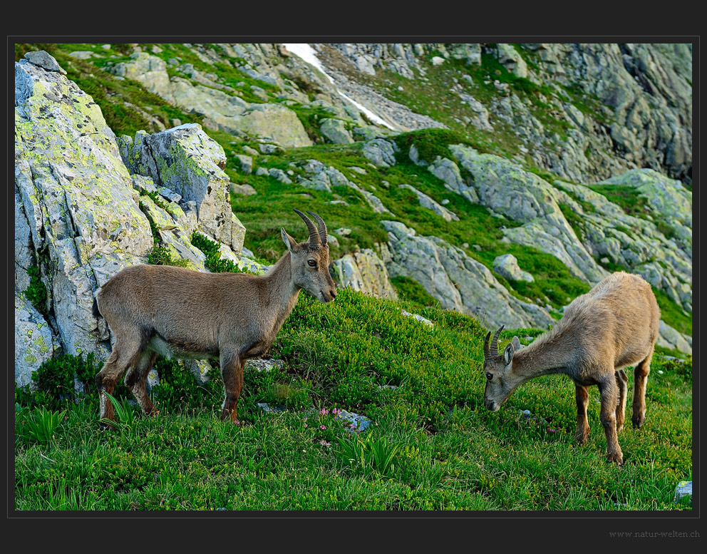 Angenehme, tierische Gesellschaft