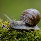 Angenehmes Geläuf für die Schnecke ;0)