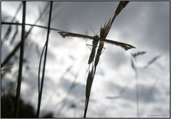 Angepasst...