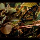 ... angepasst  ( Monarch ; Danaus plexippus)