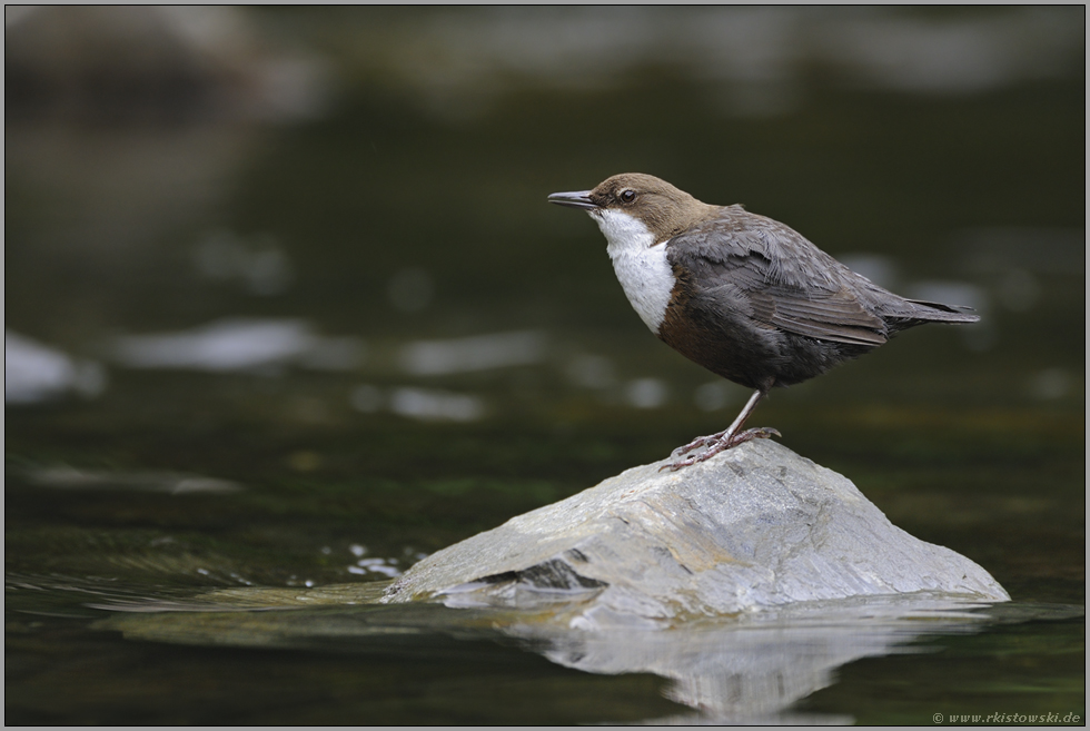 angepasst... Wasseramsel *Cinclus cinclus*