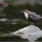 angepasst... Wasseramsel *Cinclus cinclus*