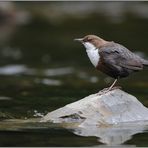 angepasst... Wasseramsel *Cinclus cinclus*