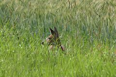 Angepirschte Ricke mit Sigma 80-400 mm OS