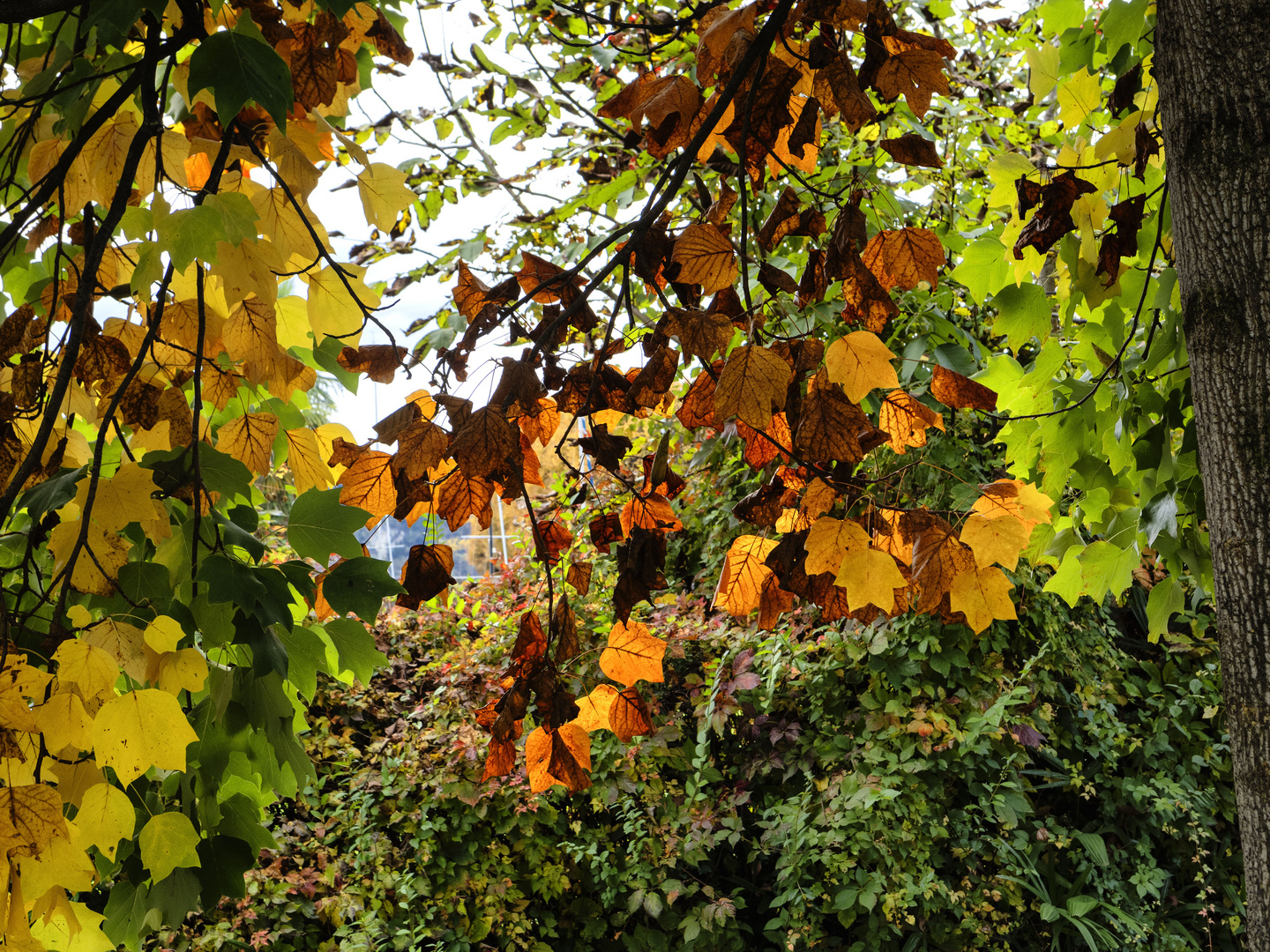 Angera foliage