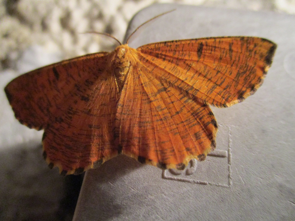 Angerona prunaria Foto & Bild schmetterlinge, natur, insekten Bilder