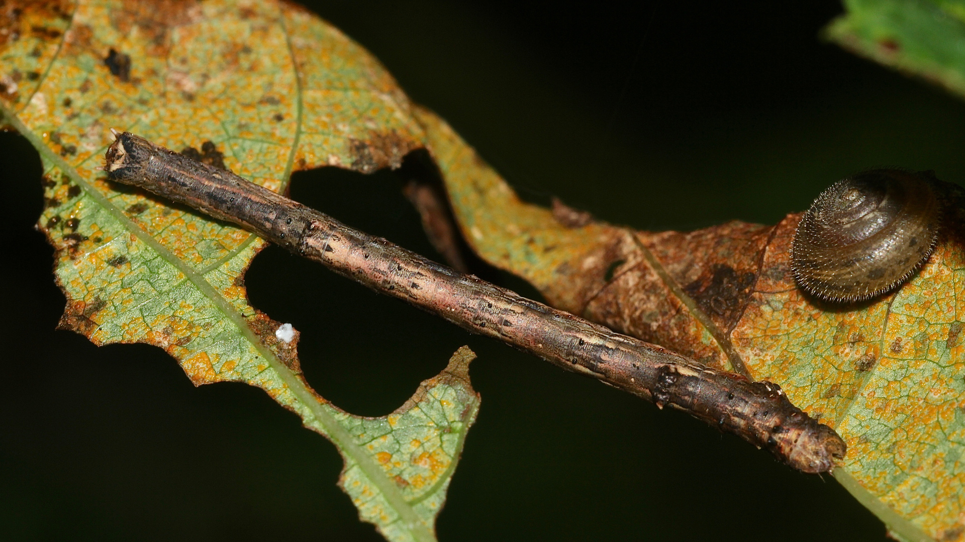 ANGERONA PRUNARIA - der SCHLEHENSPANNER (2)