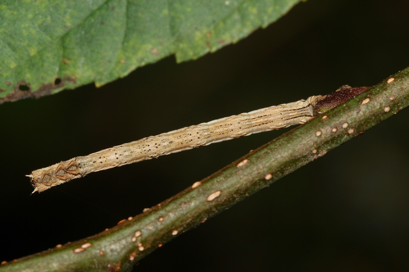 ANGERONA PRUNARIA - der SCHLEHENSPANNER (6)