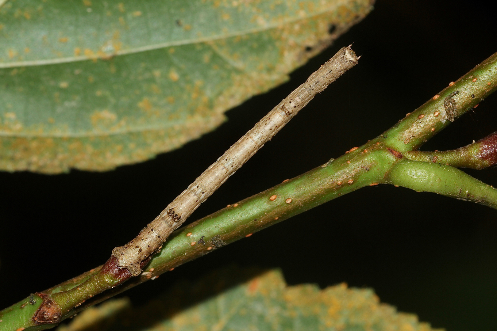 ANGERONA PRUNARIA - der SCHLEHENSPANNER (7)