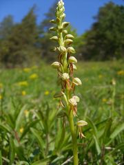 Angesalbte Ohnsporn (Aceras anthropoporum) bei Jena/Saaletal 2008