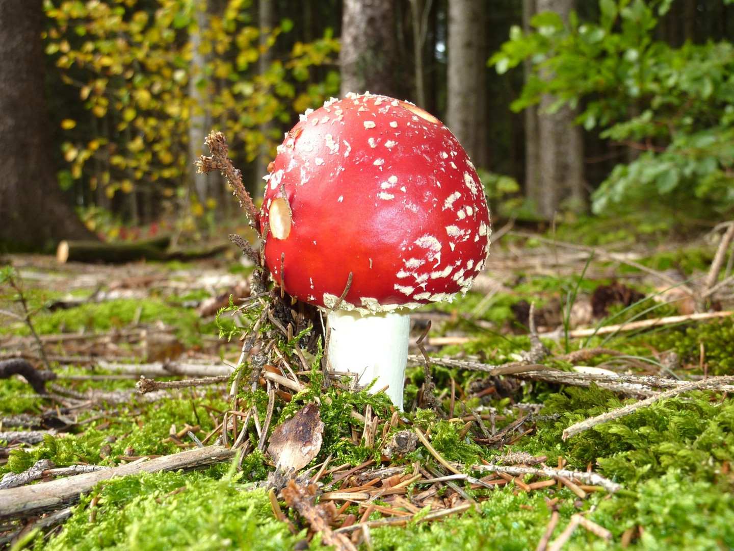 angeschlagener pilz