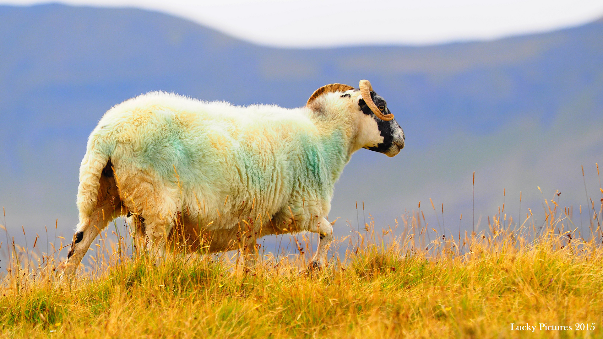 angeschmiert - Animals of Scotland