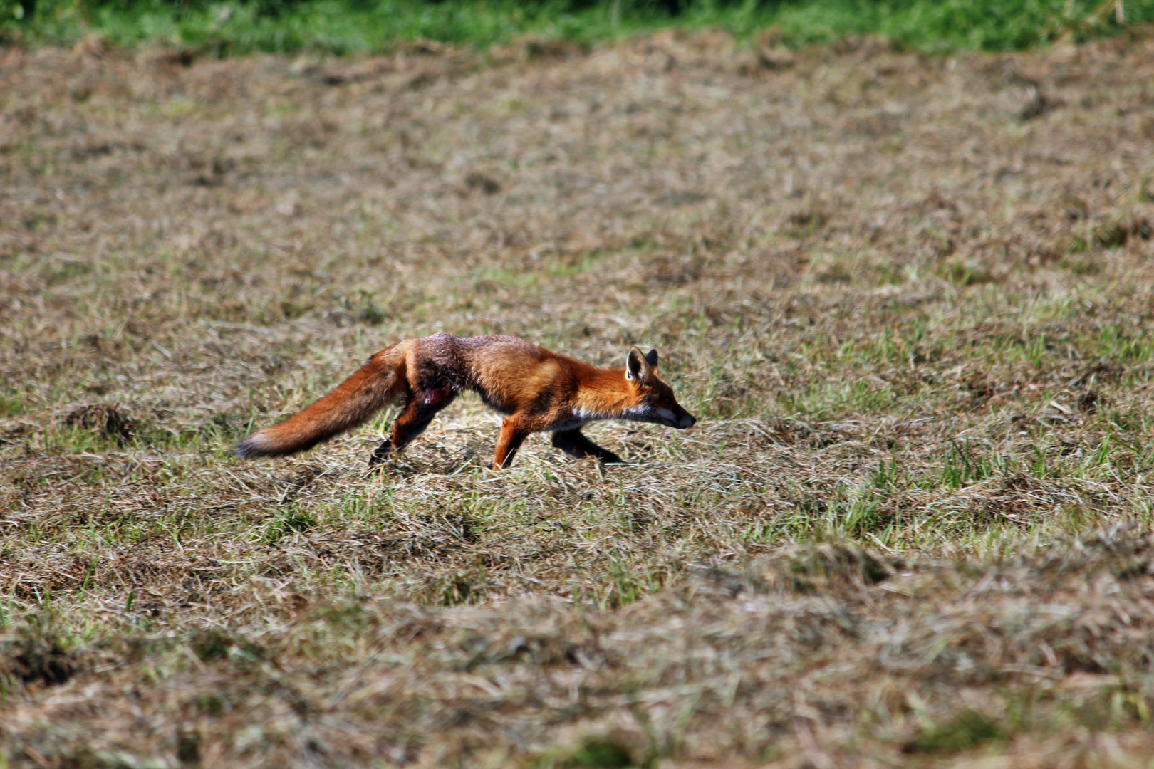 Angeschoßener Fuchs