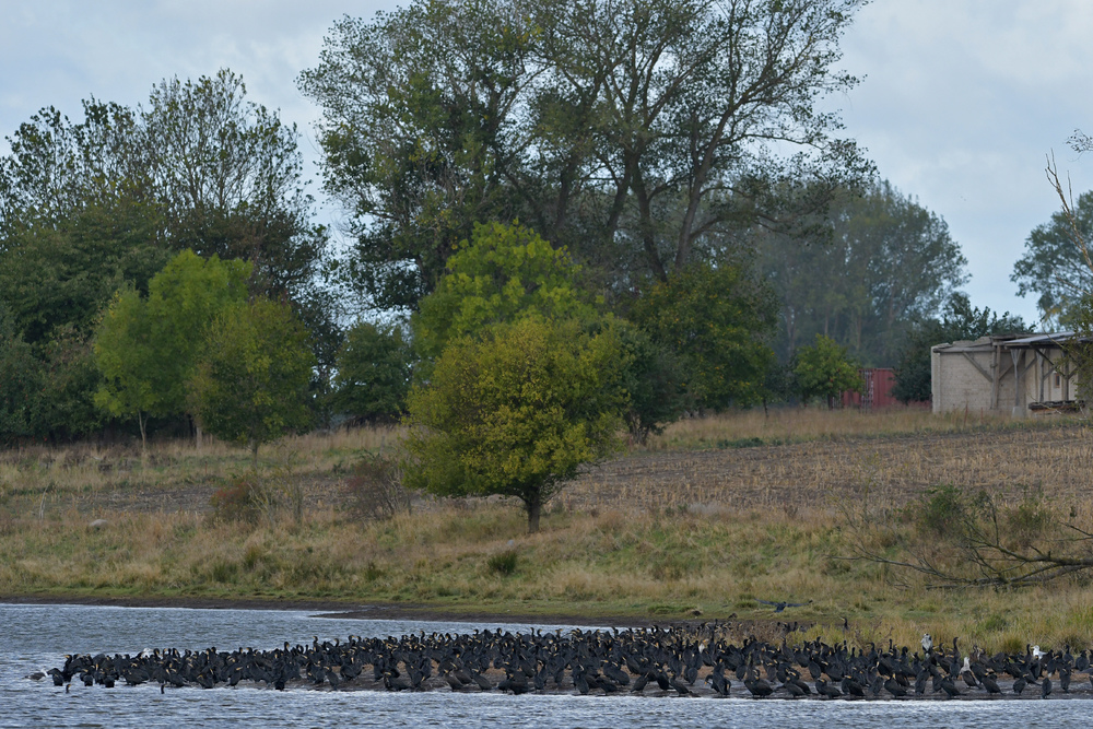 Angespannte Kormoran – Gefieder – Pflege