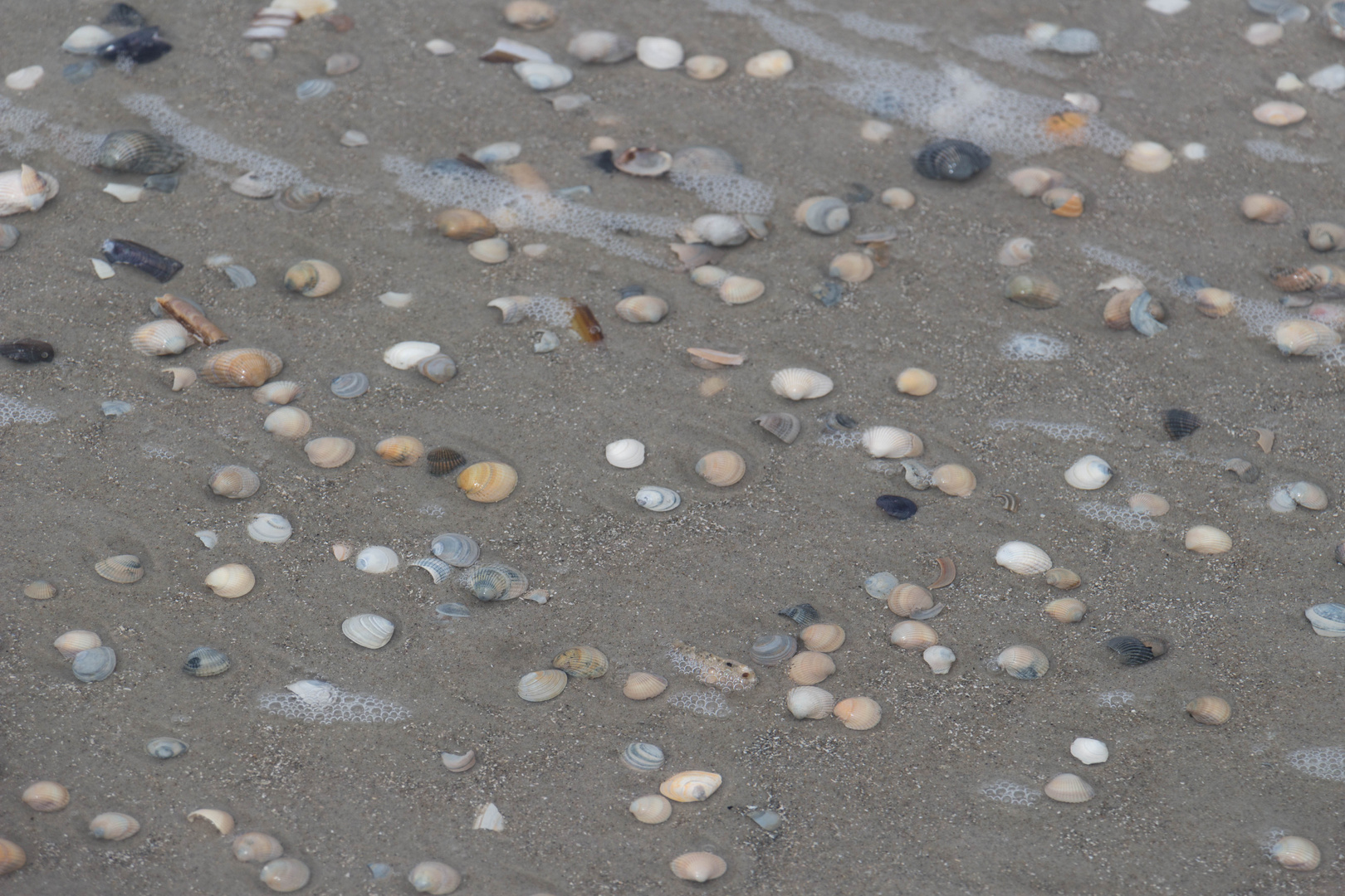 angespült muscheln am strand