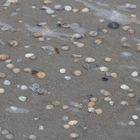 angespült muscheln am strand