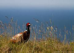 Angestellt als Zierde der Landschaft