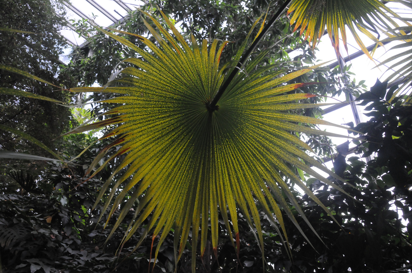 angestrahlter Palmwedel