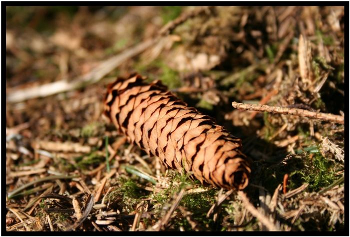 Angestrahlter Waldboden