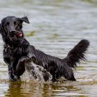 Angetrunkene Flats gehören einfach nicht ins Wasser