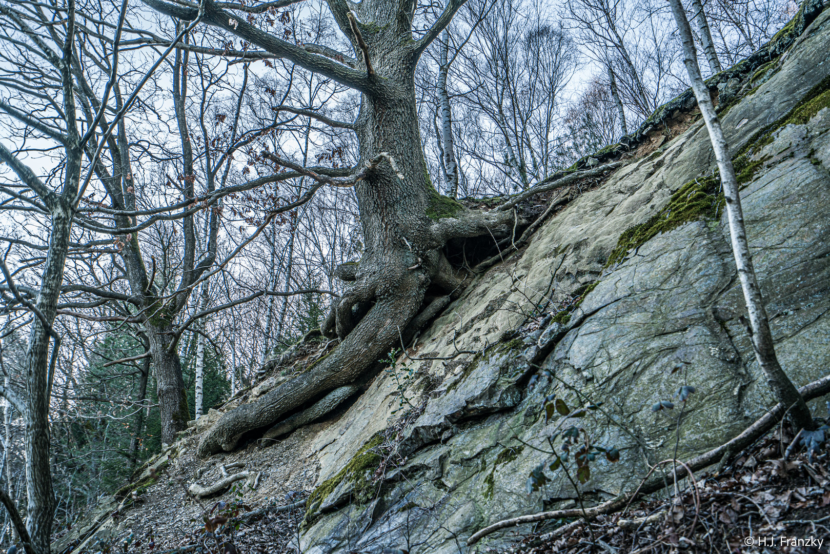 angewurzelt-20190324_DSC8446