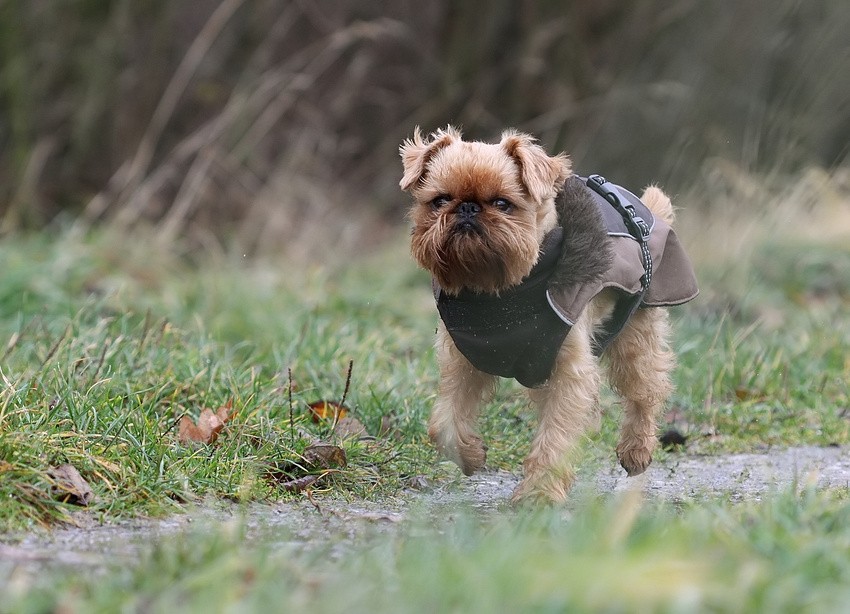 angezogene Hunde