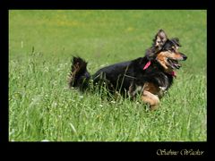 Angie - Gleich hab ich das Stöckchen..oder wars ein Ball?